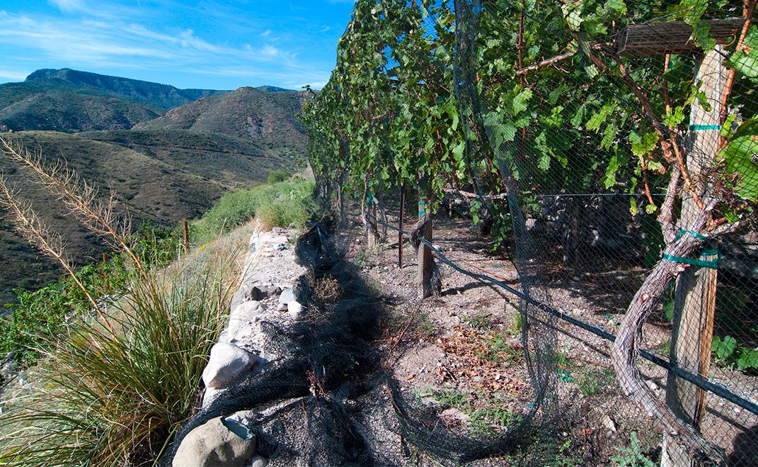 Wine Country