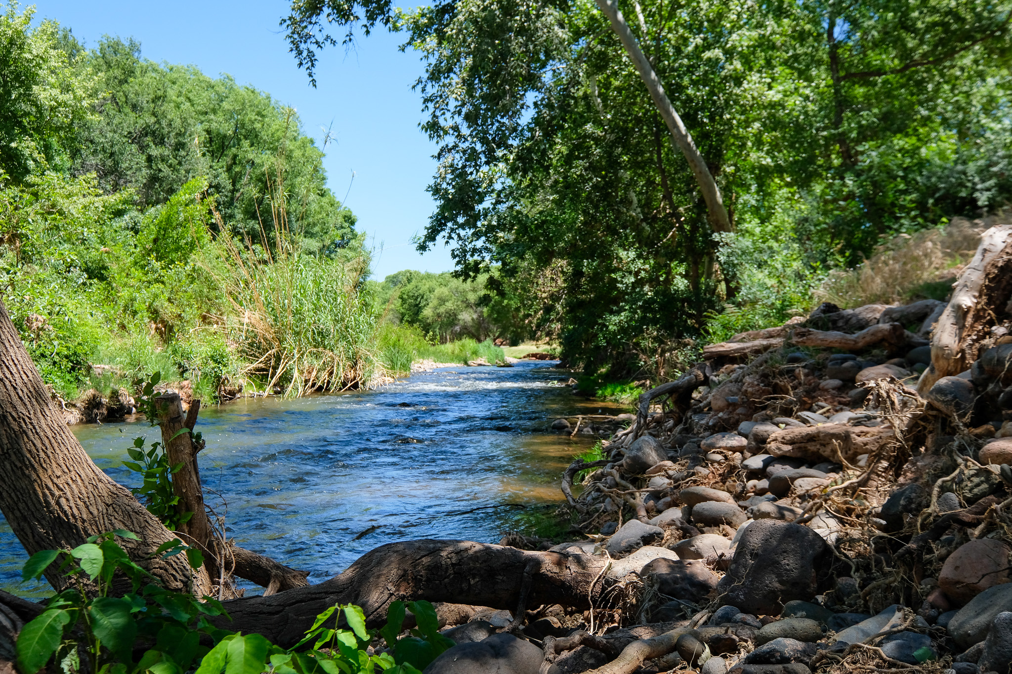Oak Creek flowing through lush cottonwood trees on a summer morning