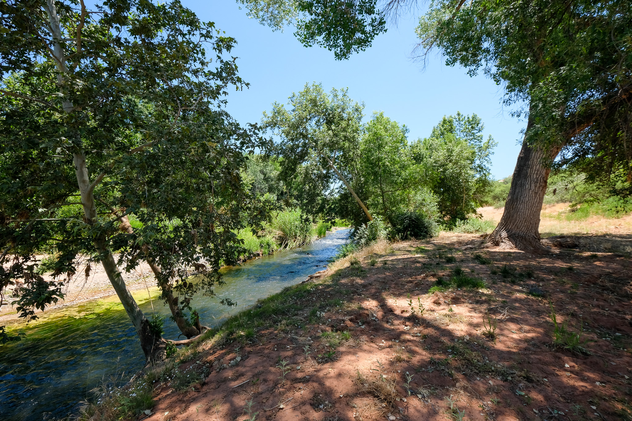 Oak Creek winding through shady cottonwood trees